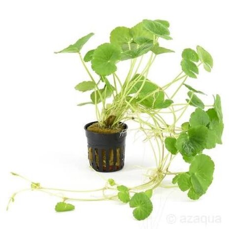 Moerings Hydrocotyle leucocephala pot (klimop grof)