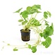 Moerings Hydrocotyle leucocephala pot (klimop grof)