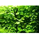 Moerings Hydrocotyle leucocephala pot (klimop grof)