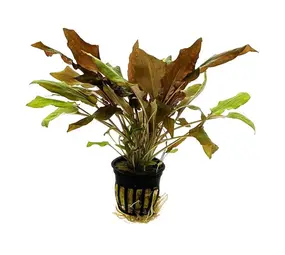 Moerings Cryptocoryne Wendtii Bruin Pot Moerings Cryptocoryne Wendtii Bruin Pot