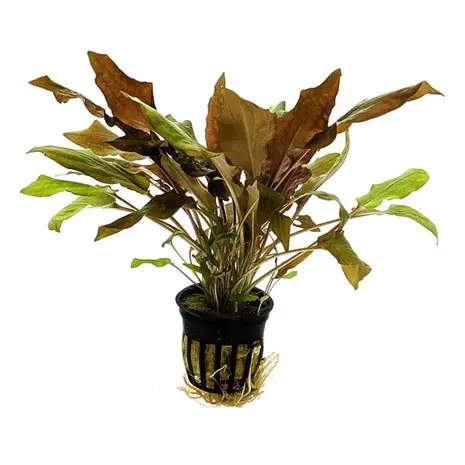 Moerings Cryptocoryne Wendtii Bruin Pot Moerings Cryptocoryne Wendtii Bruin Pot