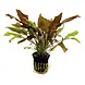 Moerings Cryptocoryne Wendtii Bruin Pot Moerings Cryptocoryne Wendtii Bruin Pot