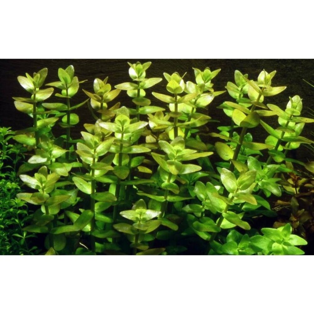 Moerings Bacopa Caroliniana pot Moerings Bacopa Caroliniana pot