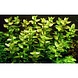 Moerings Bacopa Caroliniana pot Moerings Bacopa Caroliniana pot
