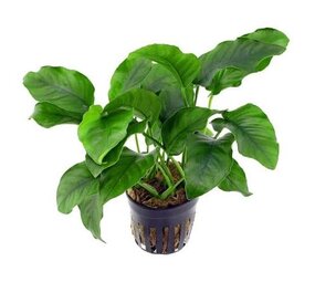 Moerings Anubias Barteri pot