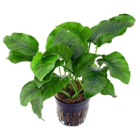 Moerings Anubias Barteri pot