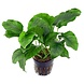 Moerings Anubias Barteri pot