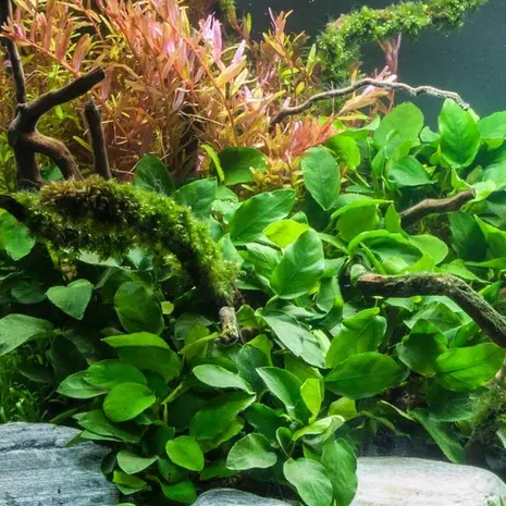 Moerings Anubias Barteri pot