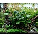 Moerings Anubias barteri var. Nana Coin Moerings Anubias barteri var. Nana Coin