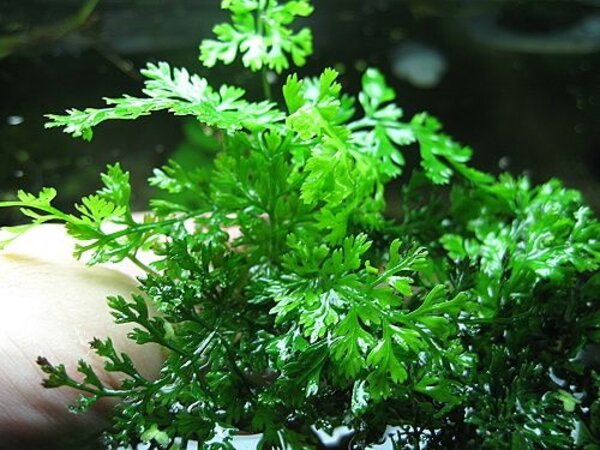 Moerings Bolbitis heteroclita difformis
