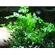 Moerings Bolbitis heteroclita difformis