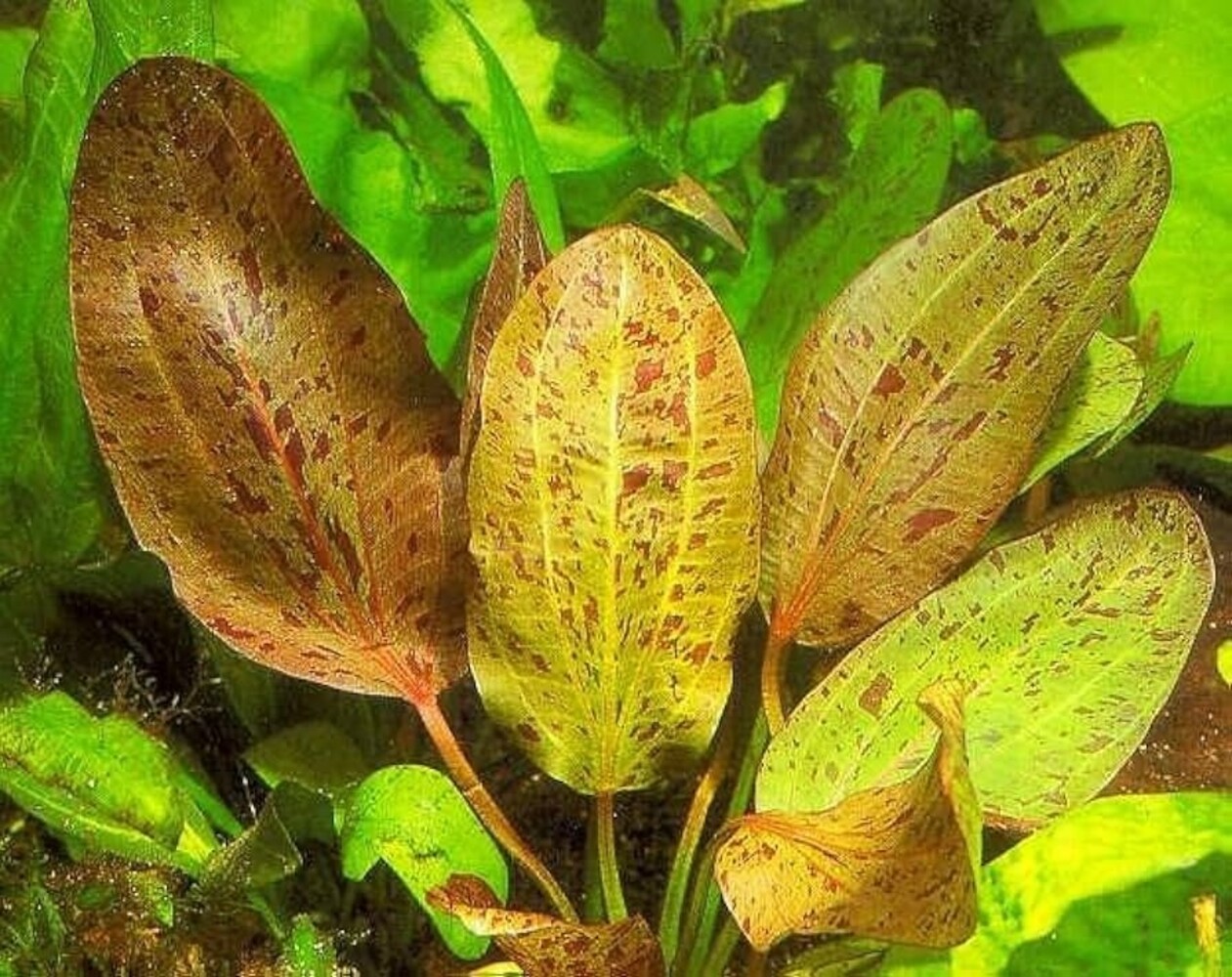Moerings Echinodorus Ozelot Red Moerings Echinodorus Ozelot Red