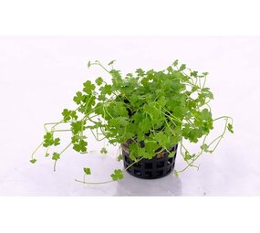 Moerings Hydrocotyle Tripartita Pot Moerings Hydrocotyle Tripartita Pot