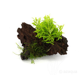 Moerings Driftwood Small met Pogostemon