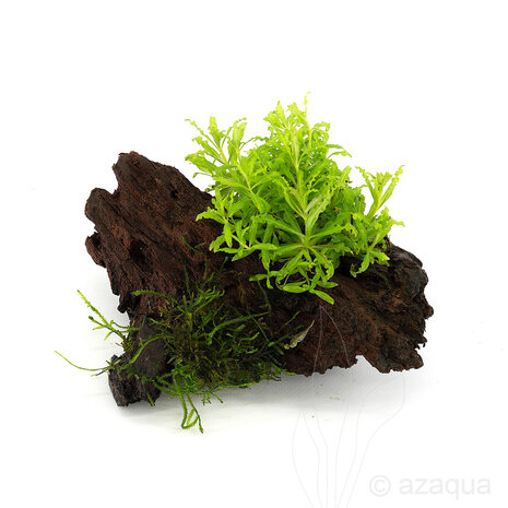 Moerings Driftwood Small met Pogostemon