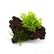 Moerings Driftwood Small met Pogostemon