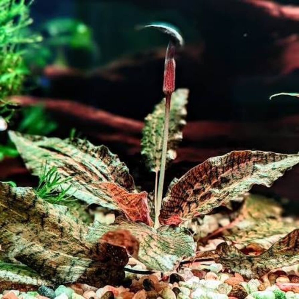 Tropica Cryptocoryne Nurii 1-2 Grow! Tropica Cryptocoryne Nurii 1-2 Grow!