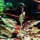 Tropica Cryptocoryne Nurii 1-2 Grow! Tropica Cryptocoryne Nurii 1-2 Grow!