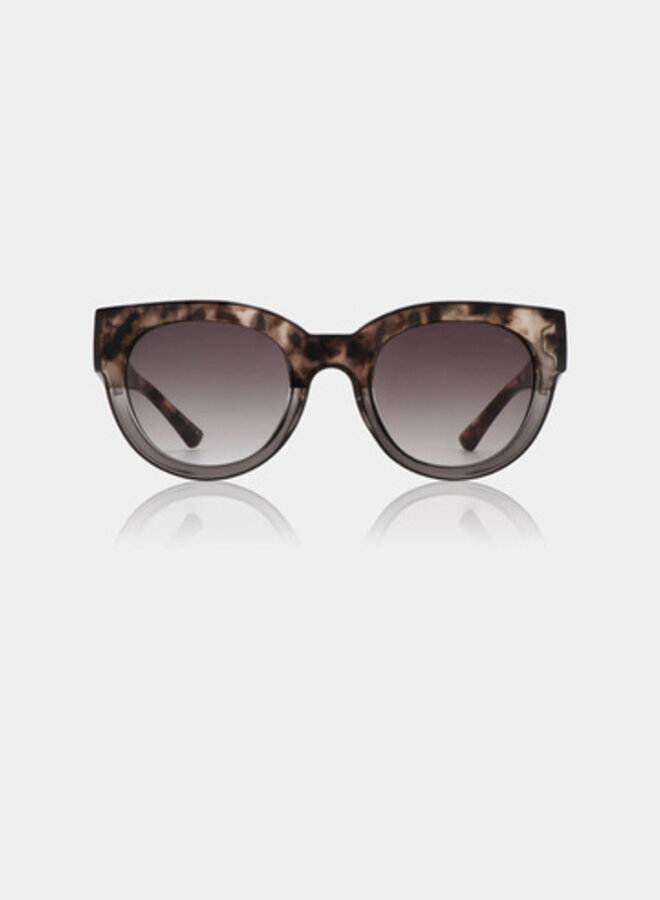 Lilly | Coquina