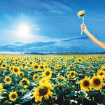 STONE TEMPLE PILOTS - THANK YOU - LTD GATEFOLD COLORED BLUE 2LP