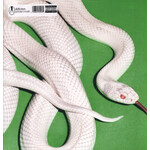 DEFTONES - PRIVATE MUSIC - COLORED CLEAR LP