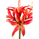 Fleur artificielle Hippeastrum orange 73 cm Fleur artificielle Hippeastrum orange 73 cm