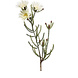Fleur artificielle Phaenocoma beige 61 cm Fleur artificielle Phaenocoma beige 61 cm