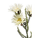 Fleur artificielle Phaenocoma beige 61 cm Fleur artificielle Phaenocoma beige 61 cm