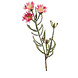 Fleur artificielle Phaenocoma rose 61 cm Fleur artificielle Phaenocoma rose 61 cm