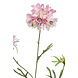 Fleur artificielle Scabiosa x3 rose 77 cm Fleur artificielle Scabiosa x3 rose 77 cm