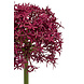 Fleur artificielle Allium bordeaux 80 cm Fleur artificielle Allium bordeaux 80 cm