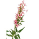 Fleur artificielle Jasmin x2 rose 80 cm Fleur artificielle Jasmin x2 rose 80 cm
