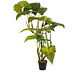 Plante artificielle Colocasia sur tige 175 cm Plante artificielle Colocasia sur tige 175 cm