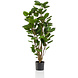 Plante artificielle Arbre Polyscias 105 cm Plante artificielle Arbre Polyscias 105 cm