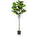 Plante artificielle Ficus Lyrata 155 cm Plante artificielle Ficus Lyrata 155 cm