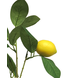 Branche artificielle de citron 74 cm Branche artificielle de citron 74 cm