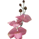Orchidée Phalaenopsis 78 cm rose Orchidée Phalaenopsis 78 cm rose