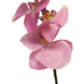 Orchidée Phalaenopsis 78 cm rose Orchidée Phalaenopsis 78 cm rose