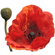 Fleur artificielle Coquelicot Rhoeas deluxe 60 cm rouge Fleur artificielle Coquelicot Rhoeas deluxe 60 cm rouge