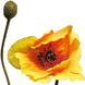 Fleur artificielle Papaver Rhoeas deluxe 60 cm orange Fleur artificielle Papaver Rhoeas deluxe 60 cm orange