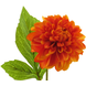 Fleur artificielle Dahlia George 50 cm orange Fleur artificielle Dahlia George 50 cm orange