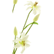 Fleur artificielle Lys sauvage 94 cm Crème Fleur artificielle Lys sauvage 94 cm Crème