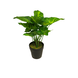 Plante artificielle Syngonium 28 cm vert Plante artificielle Syngonium 28 cm vert