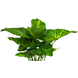 Plante artificielle Syngonium 28 cm vert Plante artificielle Syngonium 28 cm vert
