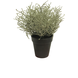 Plante artificielle Santolina 20 cm Crème Plante artificielle Santolina 20 cm Crème