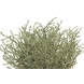 Plante artificielle Santolina 20 cm Crème Plante artificielle Santolina 20 cm Crème