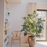 Plante artificielle Fishtail Palm 160 cm Plante artificielle Fishtail Palm 160 cm