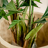 Plante artificielle Fishtail Palm 160 cm Plante artificielle Fishtail Palm 160 cm