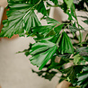Plante artificielle Fishtail Palm 160 cm Plante artificielle Fishtail Palm 160 cm