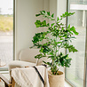 Plante artificielle Fishtail Palm 160 cm Plante artificielle Fishtail Palm 160 cm